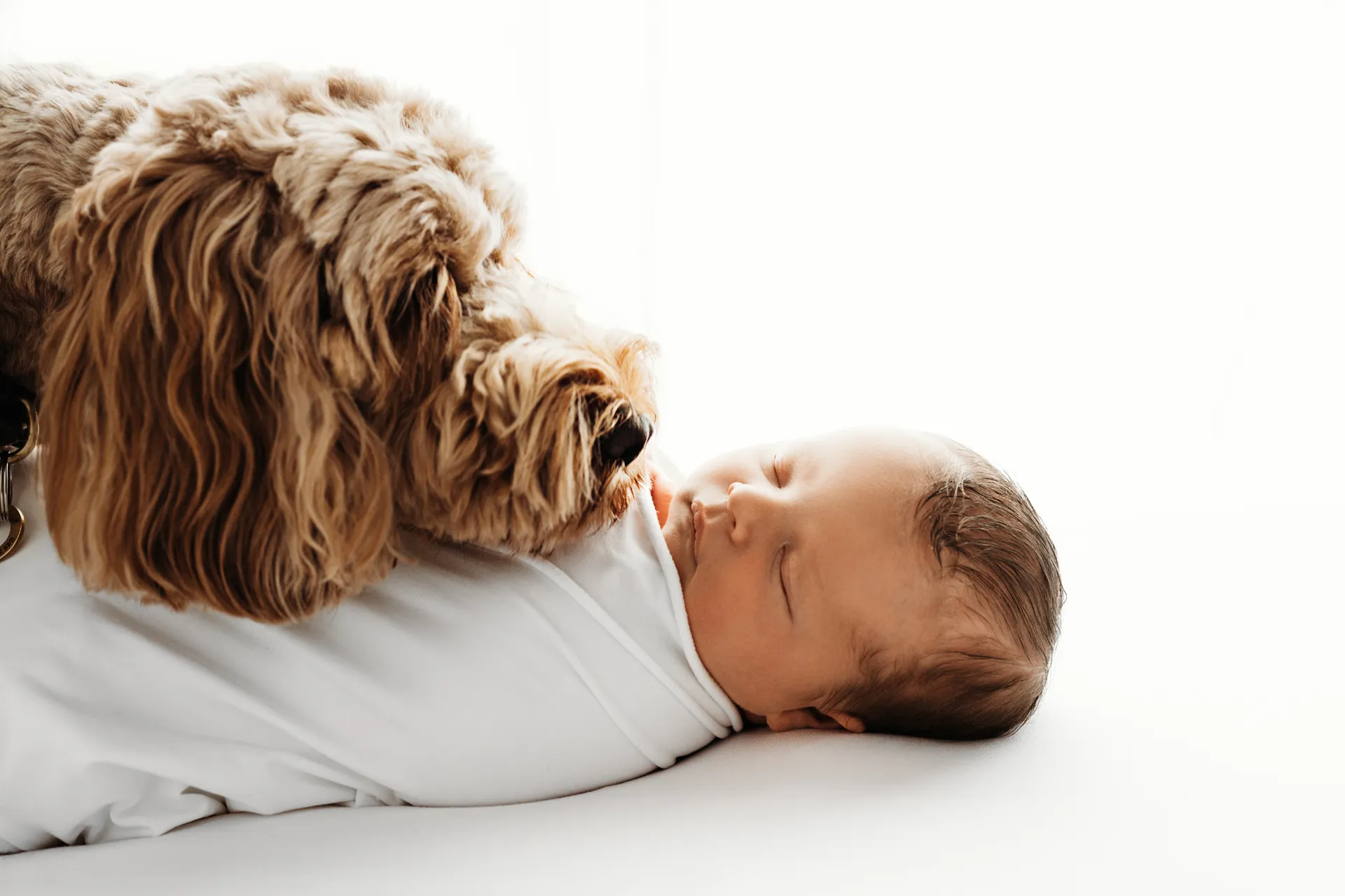 Newborn baby sleeping peacefully next to family dog - newborn photography Kingston